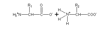 peptide bond formation mechanism