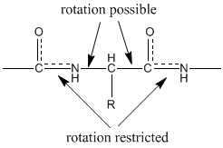 partial double bond character